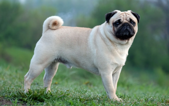 Ultimate Guide To Pug Care: Health, Lifespan, And Colors